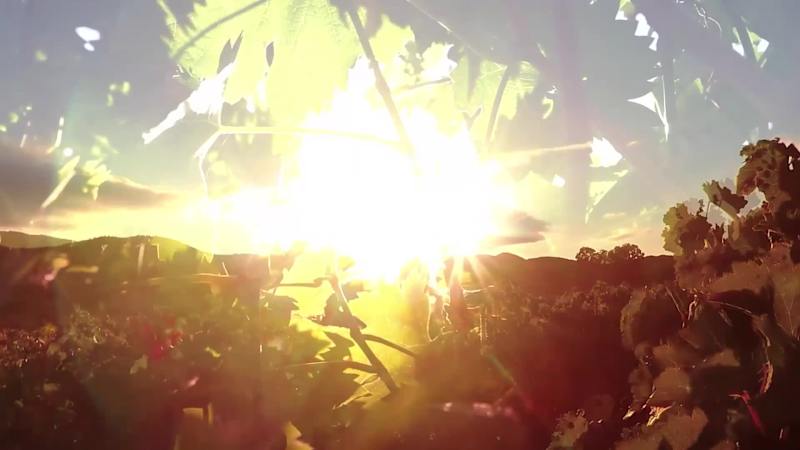 Cover image for Van Loveren Family Vineyards Corporate Storytelling Video