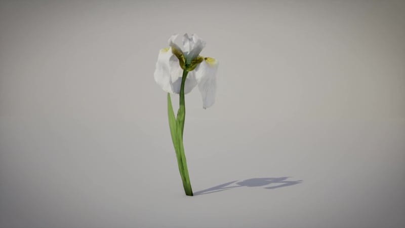Cover image for 3D Iris Florentina