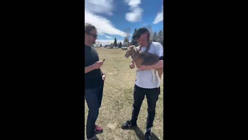 Cover image for Created a dog park interview