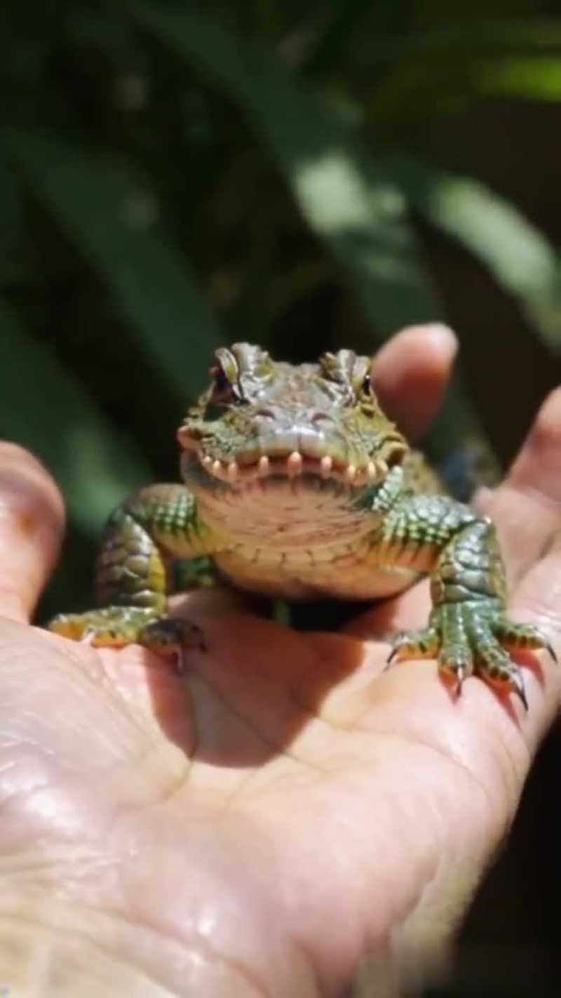 Cover image for AI generated tiny animals on human palm
