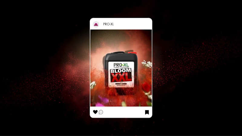 Cover image for Ad Concept for BLOOM XXL by PRO-XL