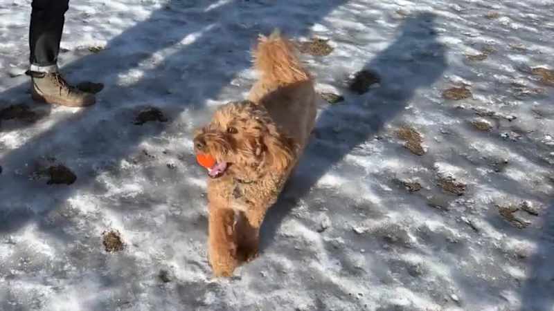 Cover image for A short using AI for