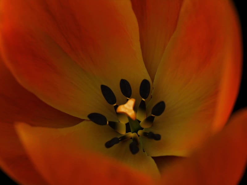 Cover image for Brand Design for Terra Viva Floral Studio