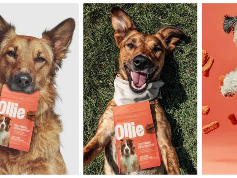 Cover image for AI-Assisted Professional Images for Pet Brand