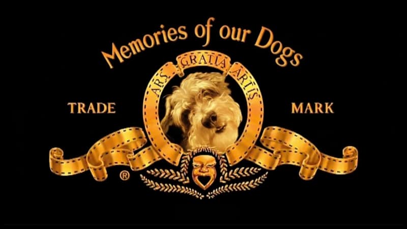 Cover image for Family dogs video story