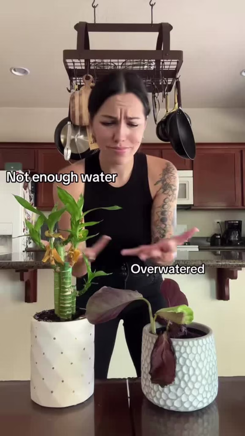 Cover image for UGC for Flora App