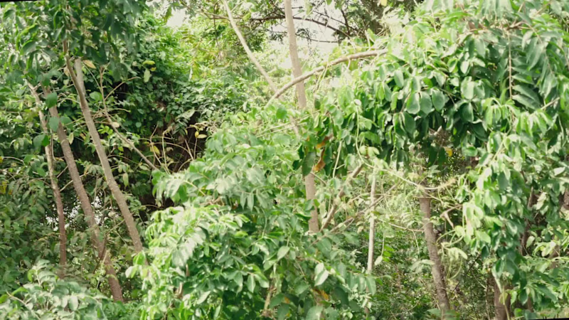 Cover image for NATURE