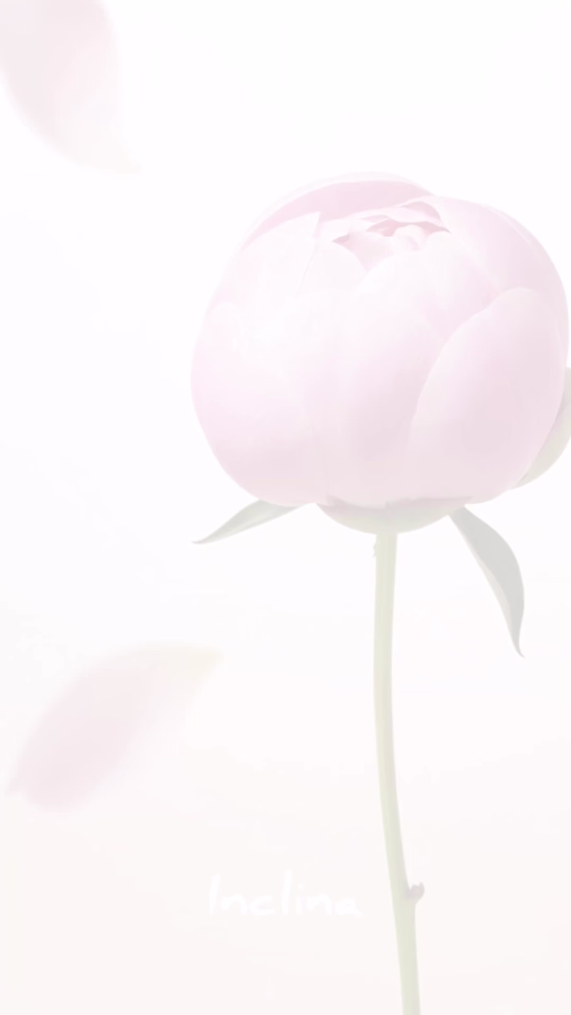 Cover image for Petal Essence — beauty concept visual A subtle, atmospheric ...