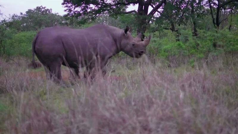 Cover image for Promo for the wildlife conservation