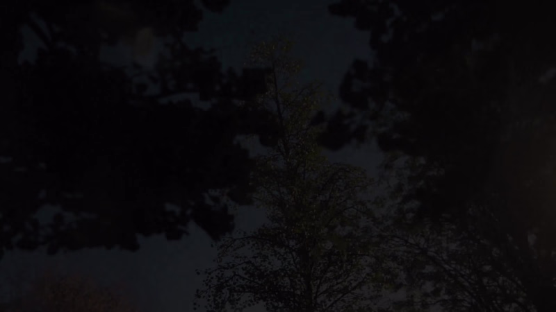 Cover image for Roots in the Sky