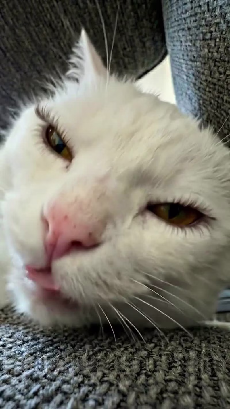 Cover image for Hook:
Can you believe this Cat