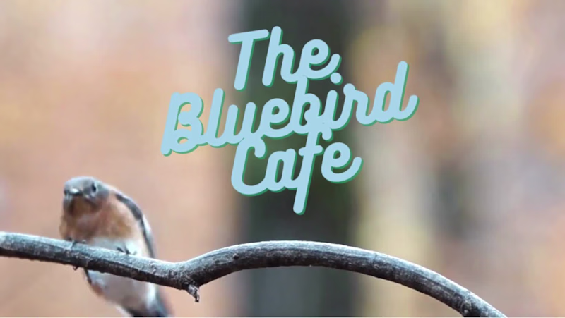 Cover image for Short Branded Videos for Your Business