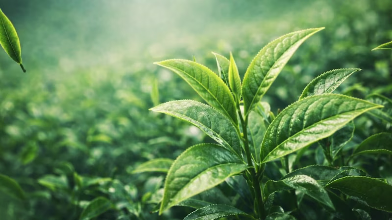 Cover image for 3D Product Video for a Matcha Tea Brand   