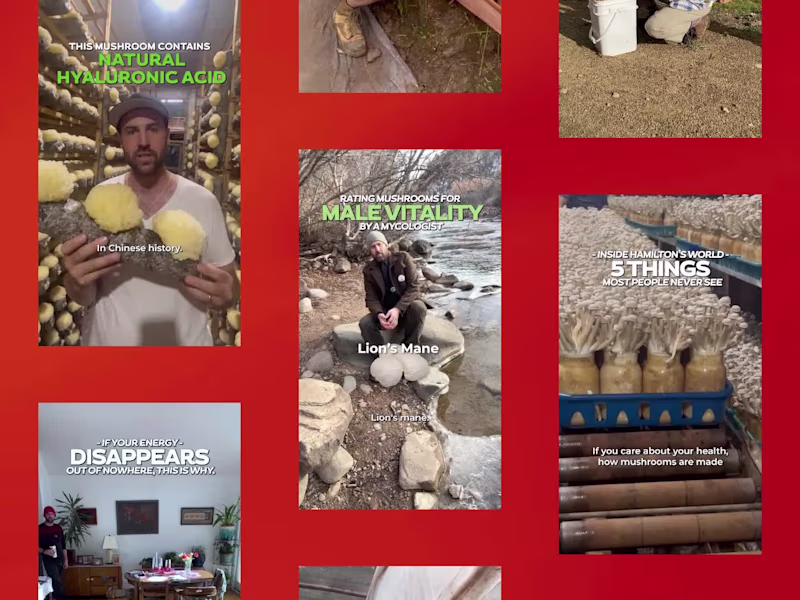 Cover image for Turning vision into video for Hamilton Mushrooms