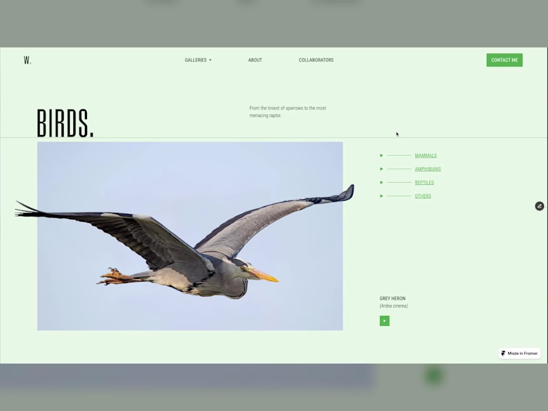 Cover image for WWWildlife: Wildlife Photography Portfolio