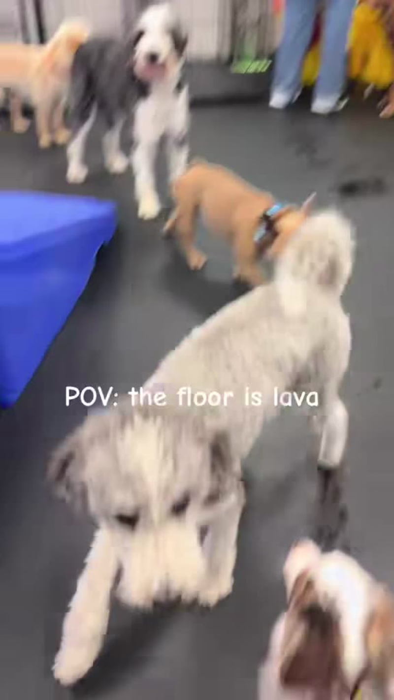 Cover image for I conceptualize and script Instagram Reels for Dogtopia usin...