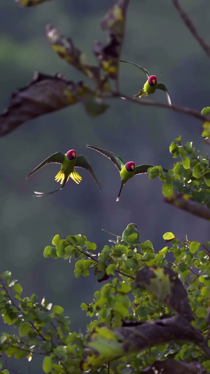 Cover image for A cinematic nature edit focused