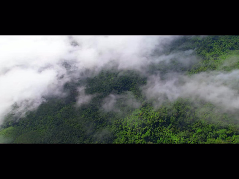 Cover image for AMAZON RAINFOREST DOCUMENTARY - 4K