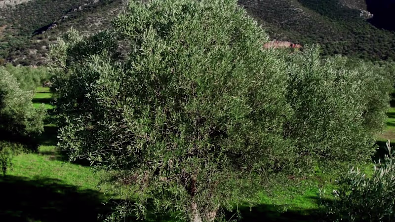 Cover image for Messaria Oil Promo Video