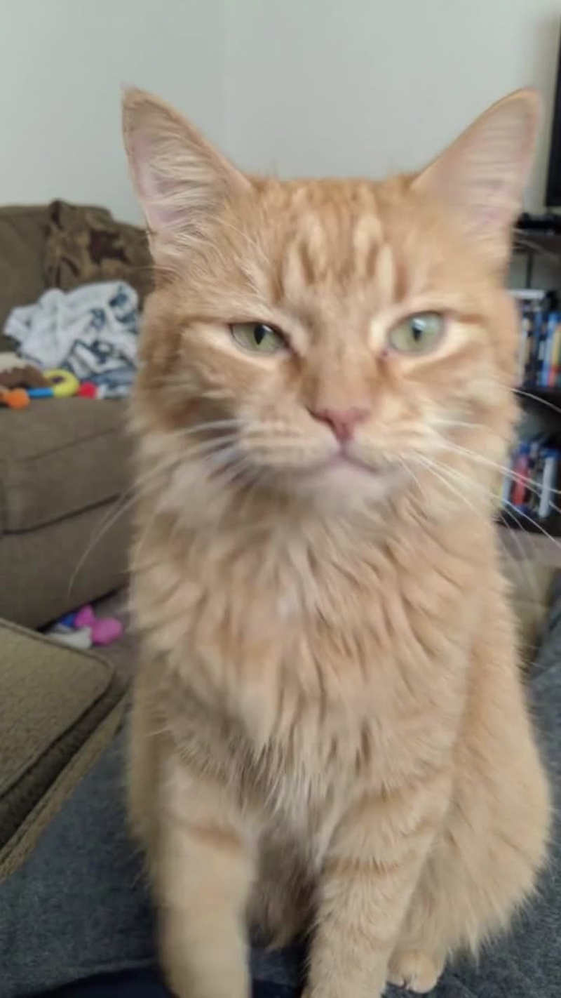 Cover image for Created this cat entirely with