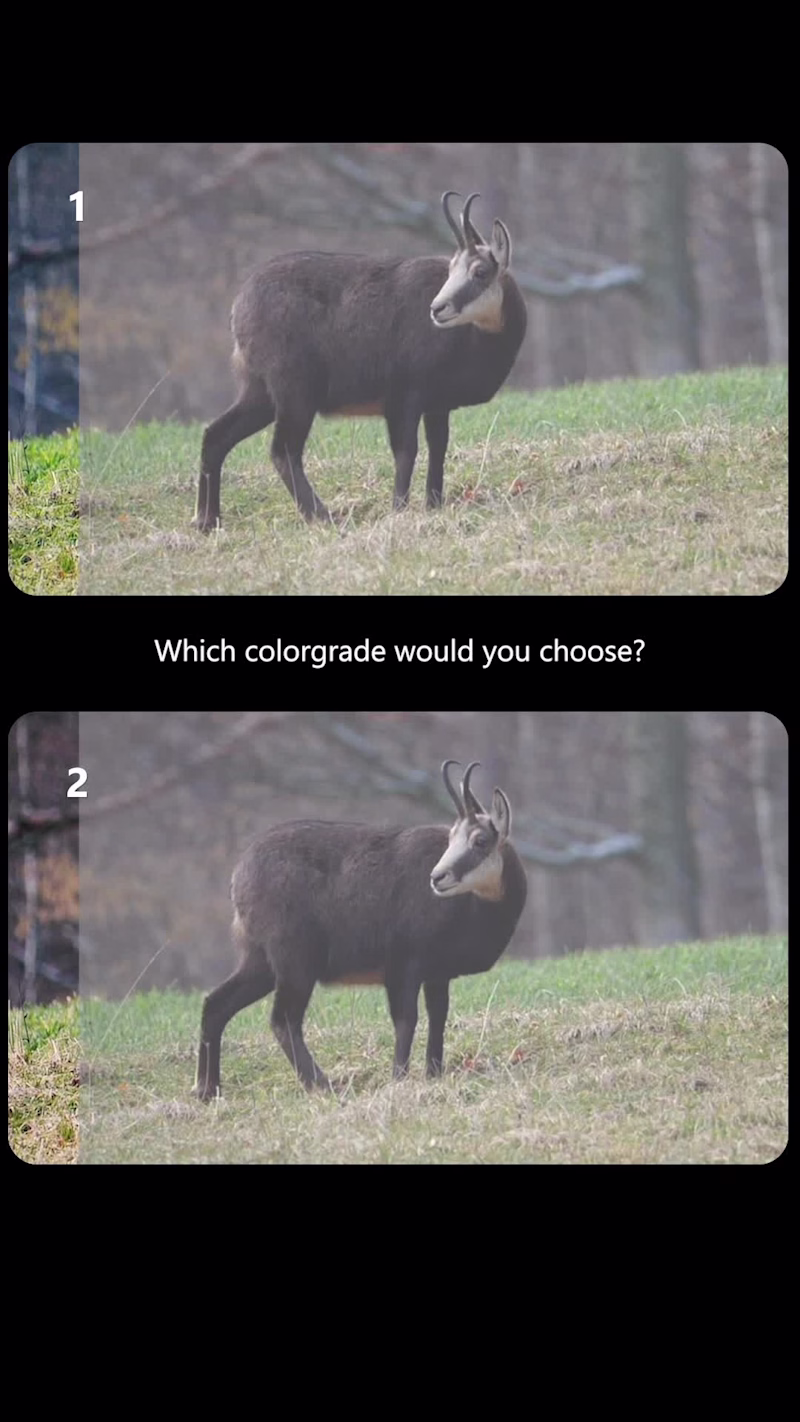Cover image for Which option are you leaning
