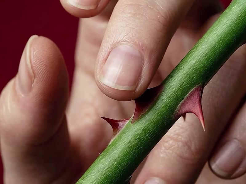 Cover image for I’ve been obsessed with Gentle