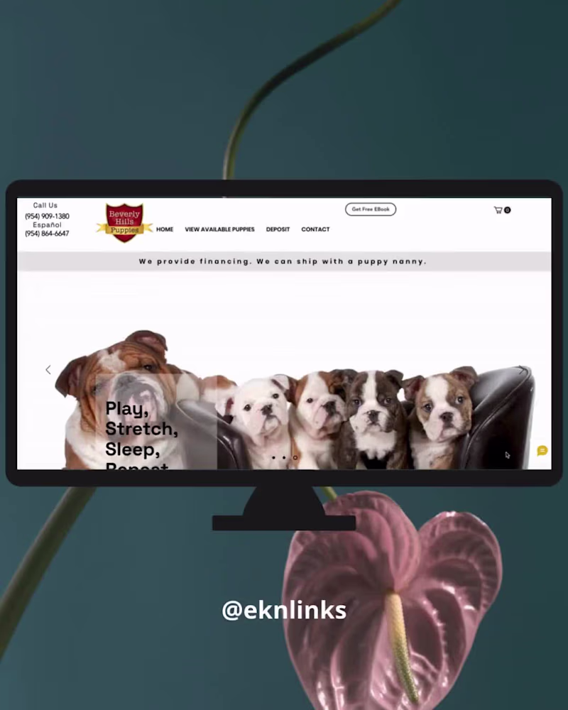 Cover image for Website Design - Beverly Hills Puppies