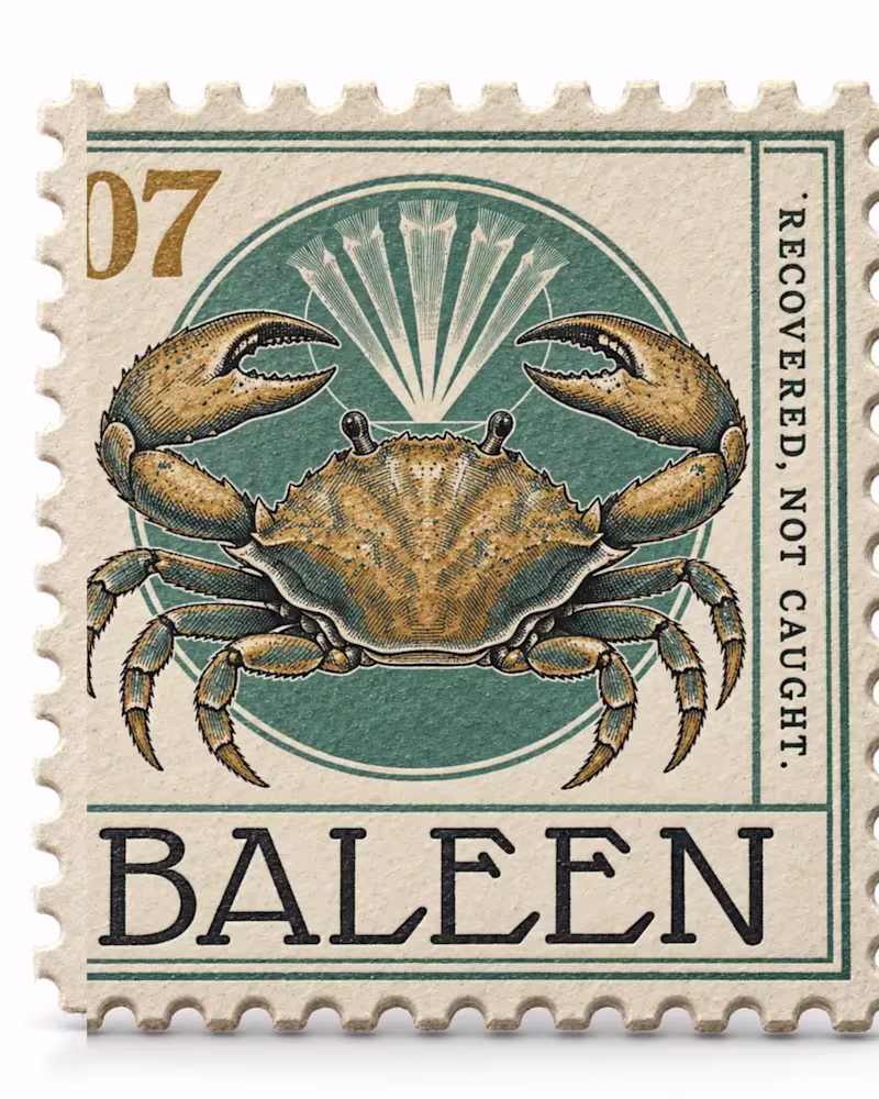 Cover image for Baleen Brand Identity Design & Website