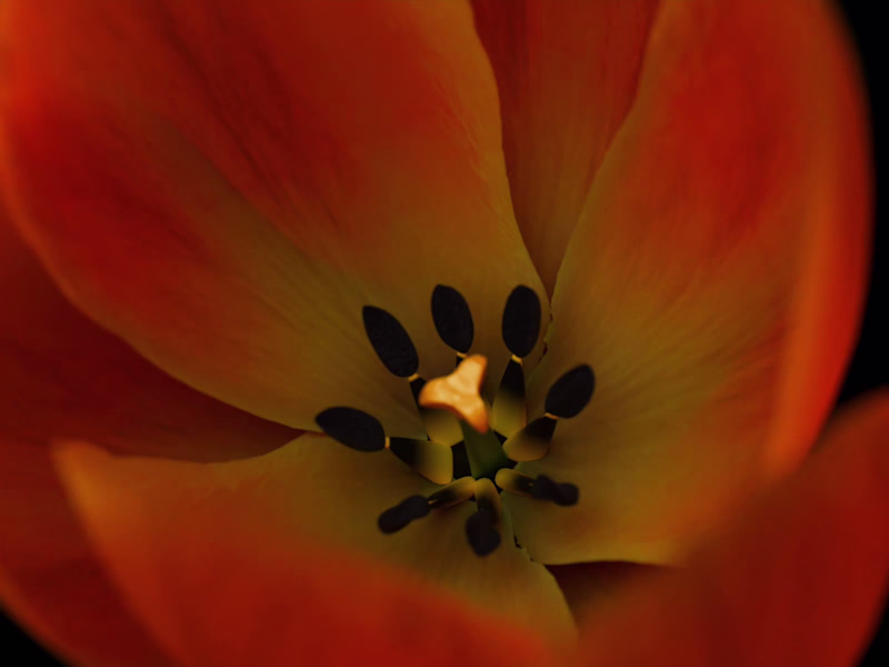 Cover image for Brand Design for Terra Viva Floral Studio