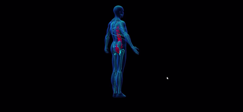 Cover image for A 3d Human Skeleton made in Spline