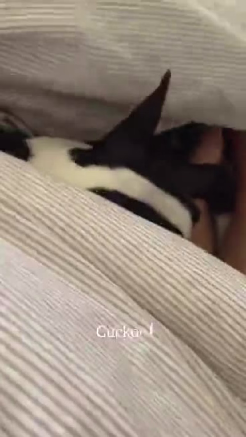 Cover image for Pet Story Vlog - Full day Journey with my dog