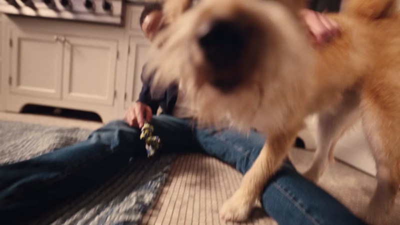 Cover image for Native Pet — 30s Hero TVC | Commercial Video Editing