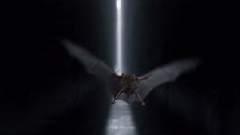 Cover image for The Chiropteran
What happens when an