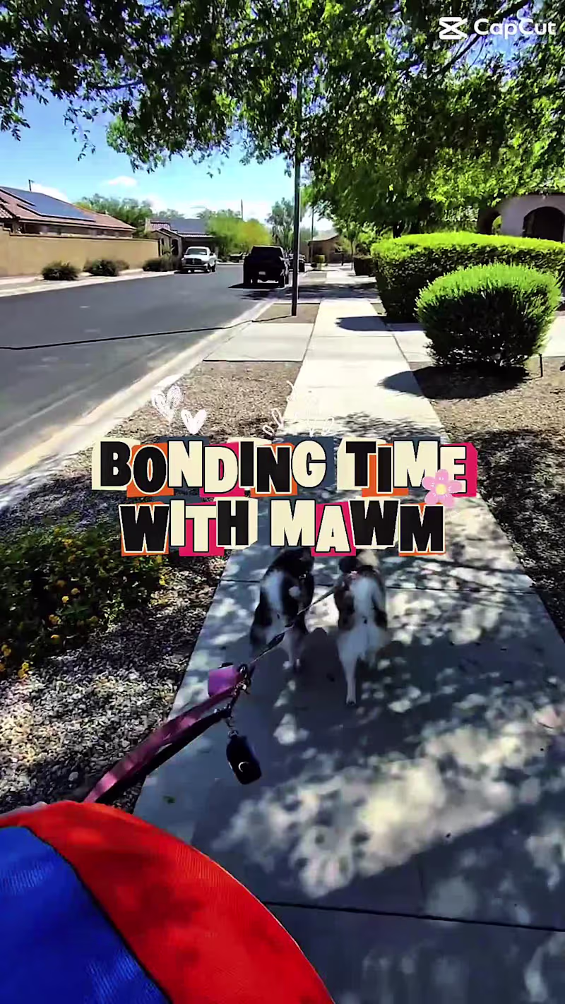 Cover image for Outdoor UGC video capturing Meeko